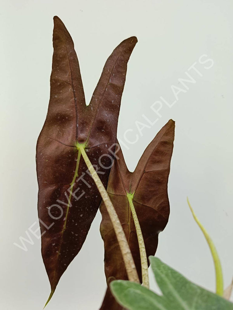 Alocasia longiloba Lowii Comples