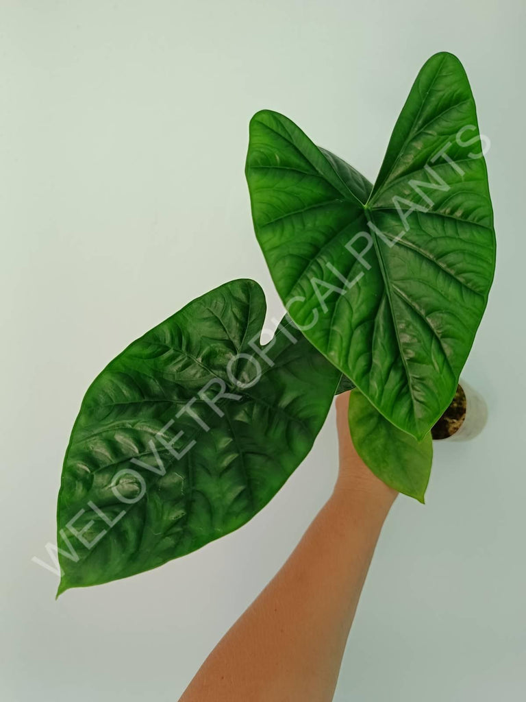 Alocasia lukiwan