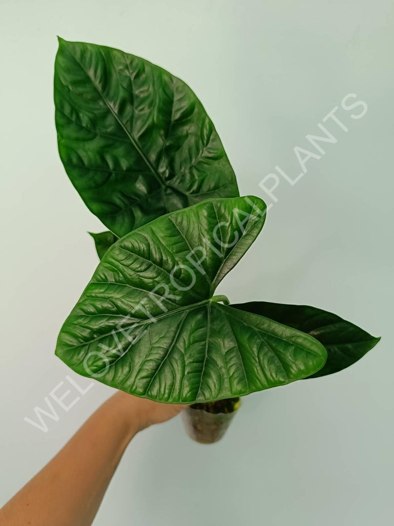 Alocasia lukiwan