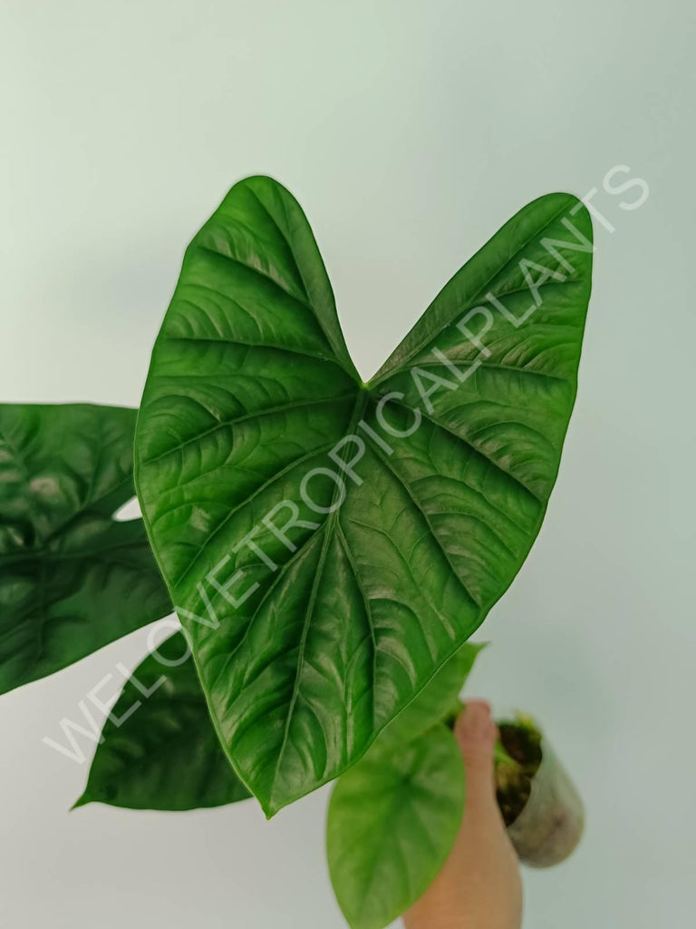 Alocasia lukiwan