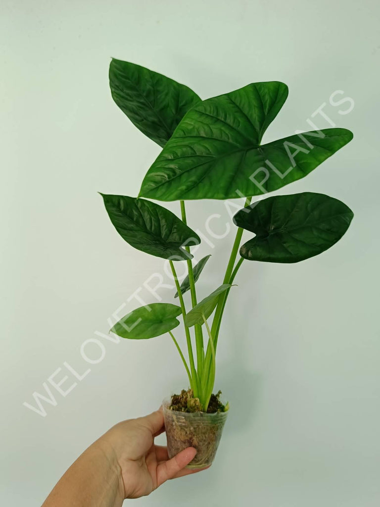 Alocasia lukiwan