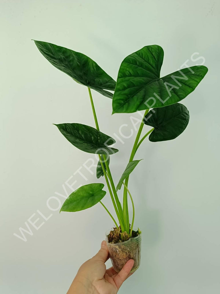 Alocasia lukiwan