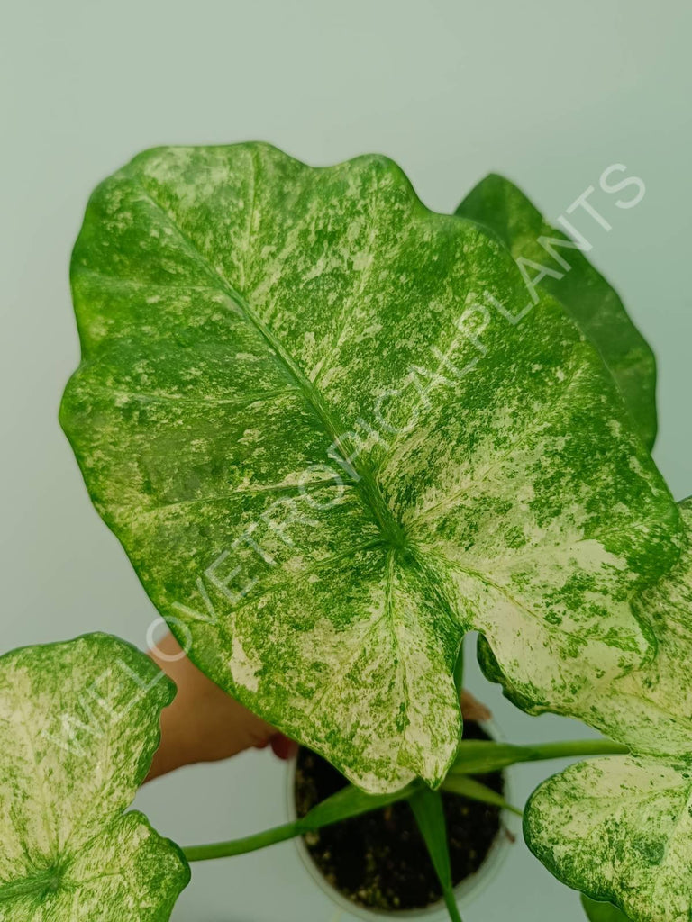 Alocasia macrorrhiza camouflage