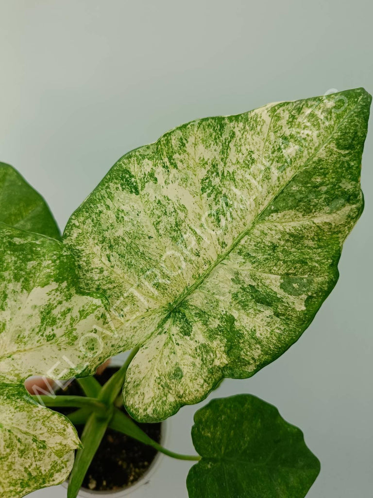 Alocasia macrorrhiza camouflage