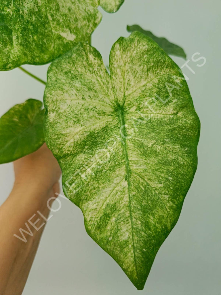 Alocasia macrorrhiza camouflage