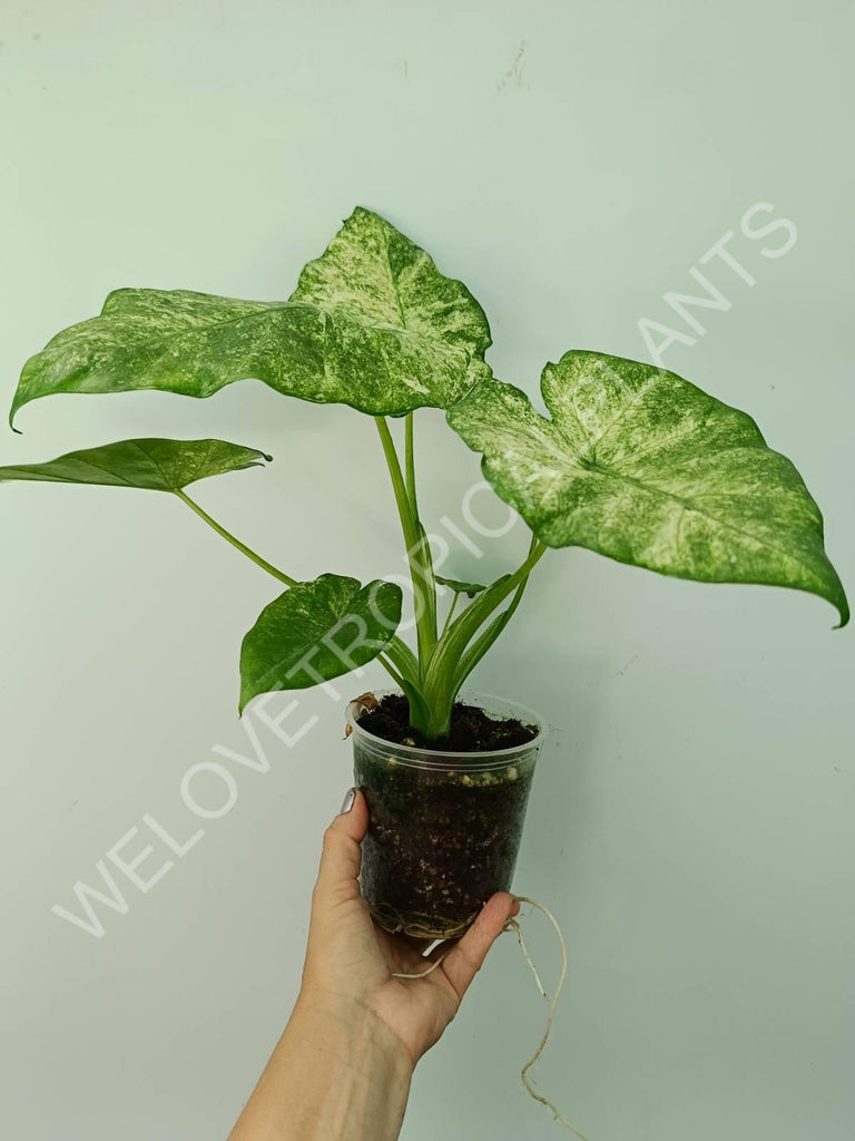 Alocasia macrorrhiza camouflage