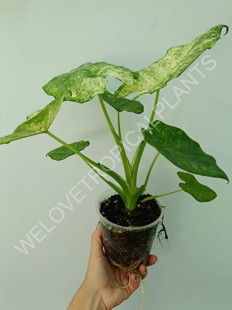 Alocasia macrorrhiza camouflage