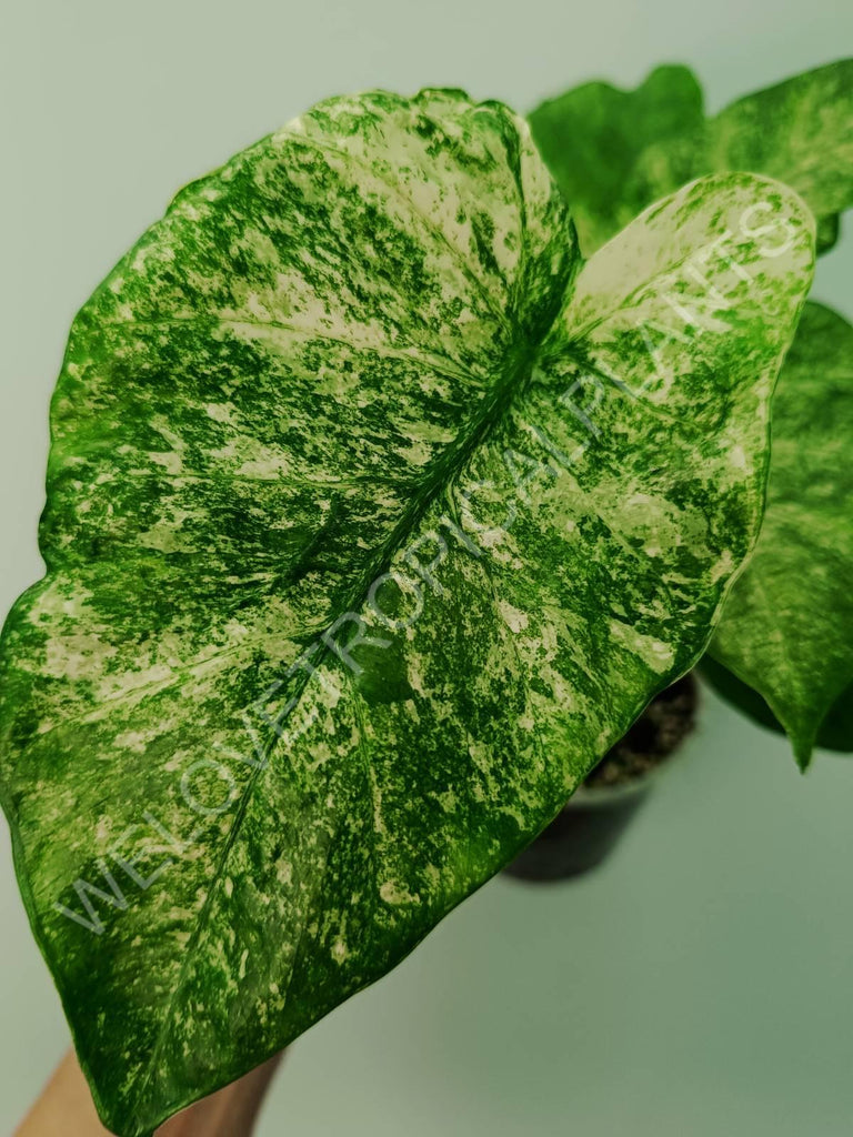 Alocasia macrorrhiza camouflage