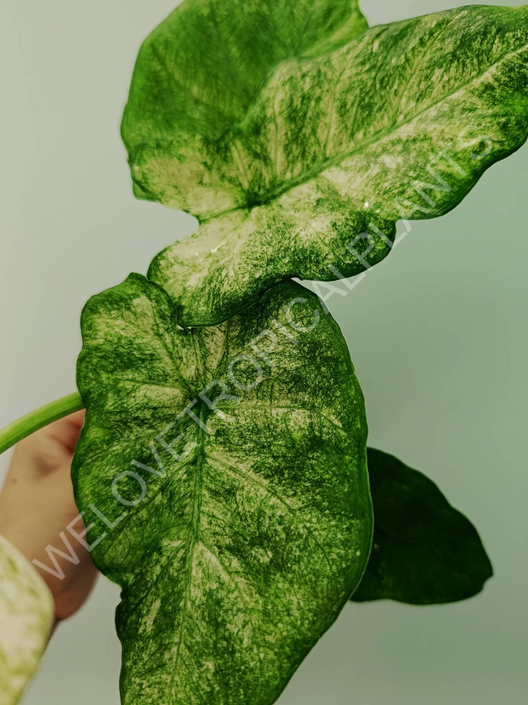 Alocasia macrorrhiza camouflage