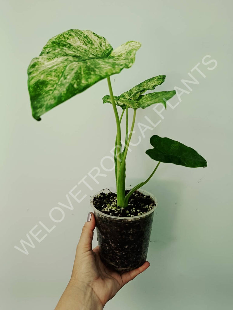 Alocasia macrorrhiza camouflage