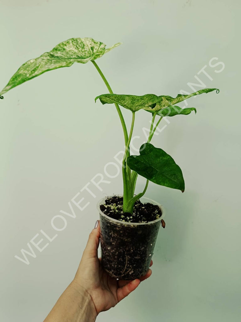 Alocasia macrorrhiza camouflage