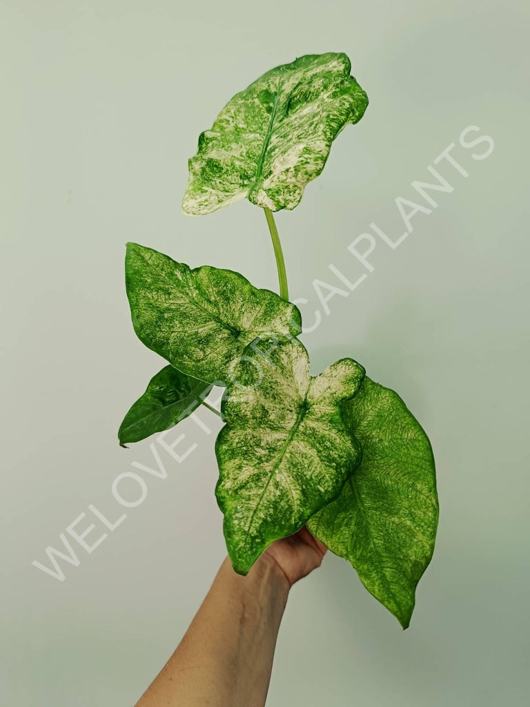 Alocasia macrorrhiza camouflage