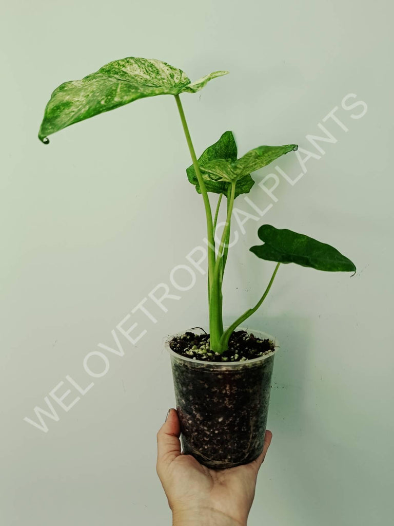 Alocasia macrorrhiza camouflage