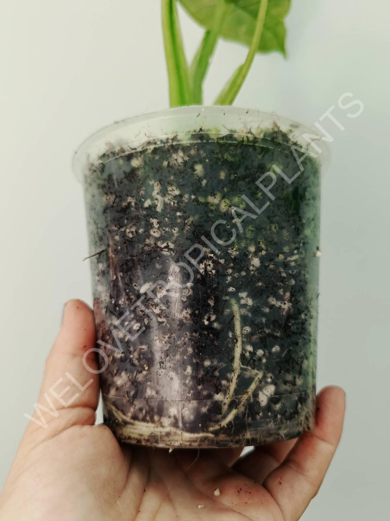 Alocasia macrorrhiza camouflage