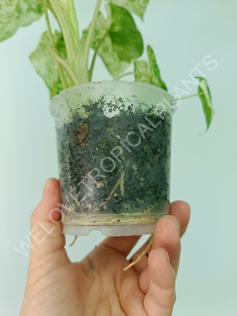 Alocasia macrorrhiza splash variegata