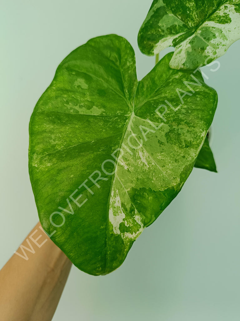 Alocasia macrorrhiza splash variegata