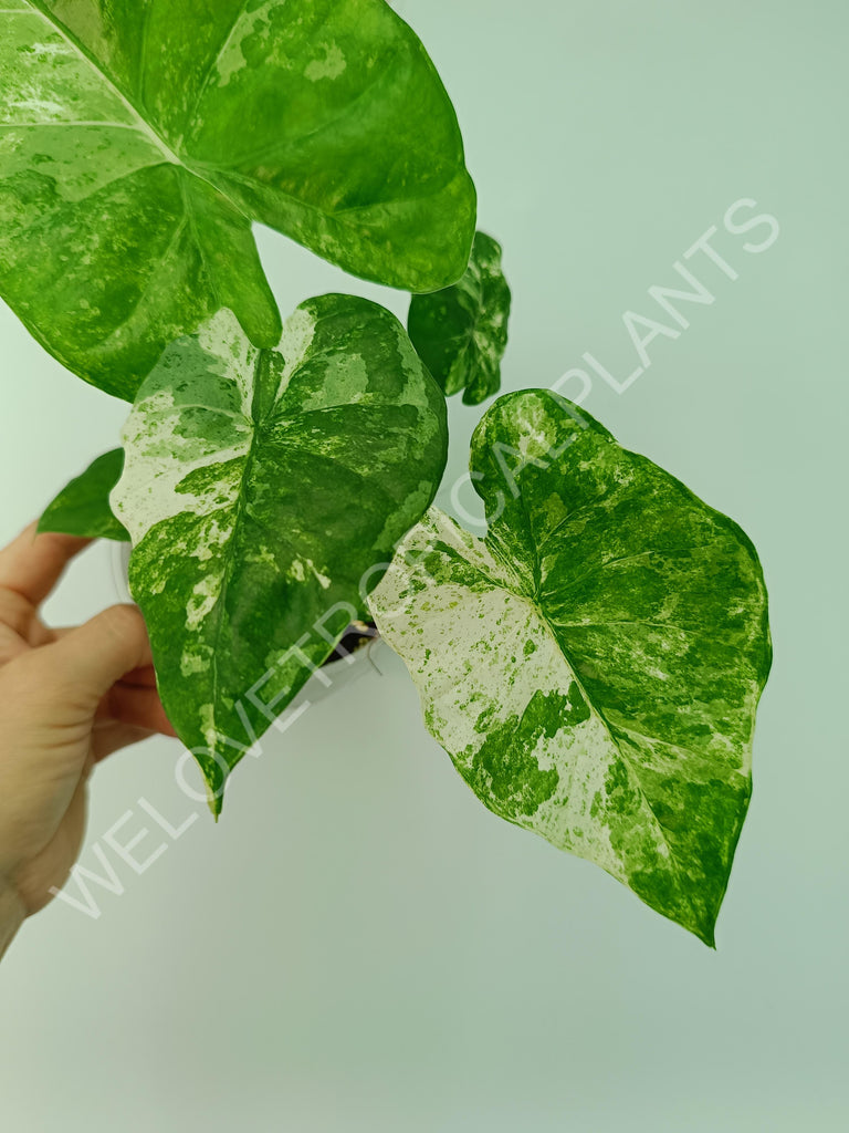 Alocasia macrorrhiza splash variegata