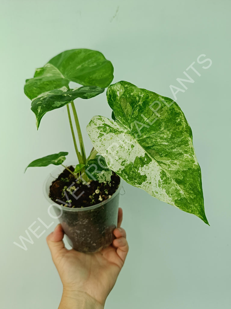 Alocasia macrorrhiza splash variegata