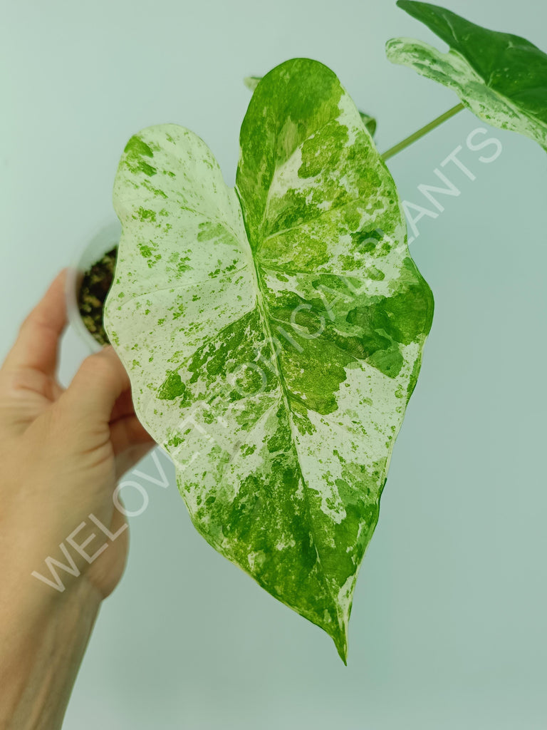 Alocasia macrorrhiza splash variegata