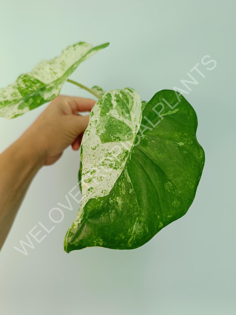 Alocasia macrorrhiza splash variegata