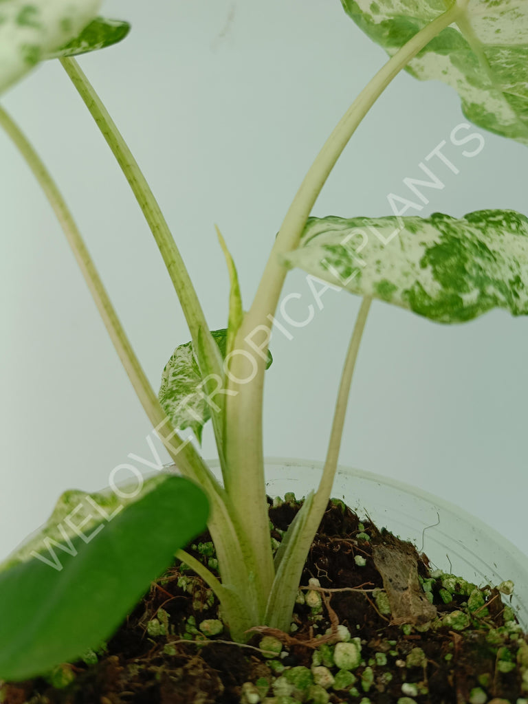 Alocasia macrorrhiza splash variegata