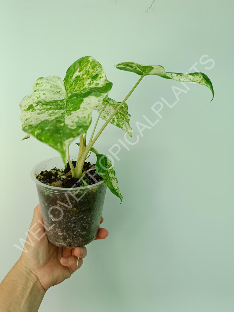 Alocasia macrorrhiza splash variegata