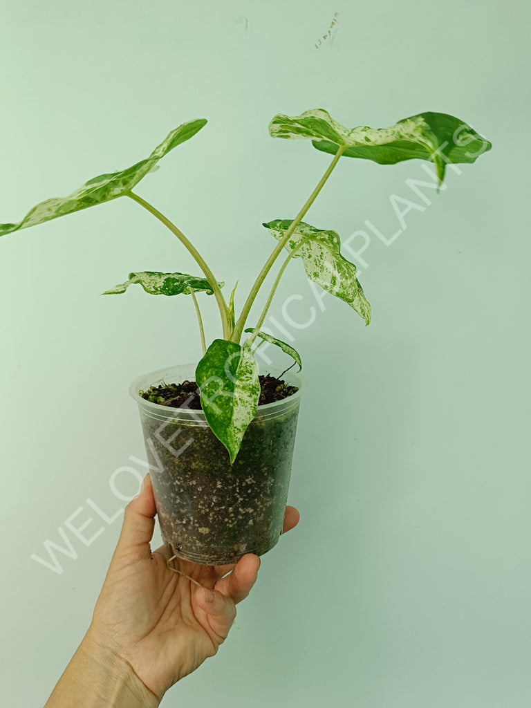 Alocasia macrorrhiza splash variegata