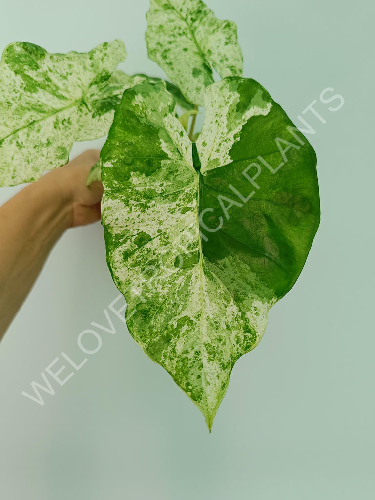 Alocasia macrorrhiza splash variegata