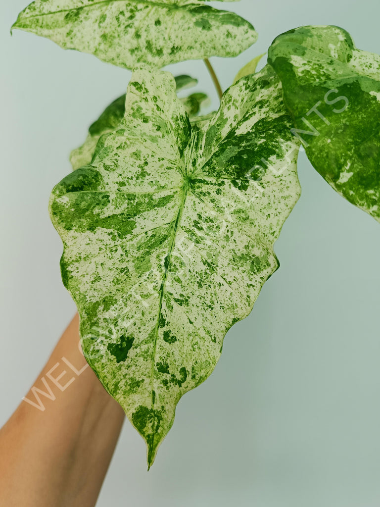 Alocasia macrorrhiza splash variegata