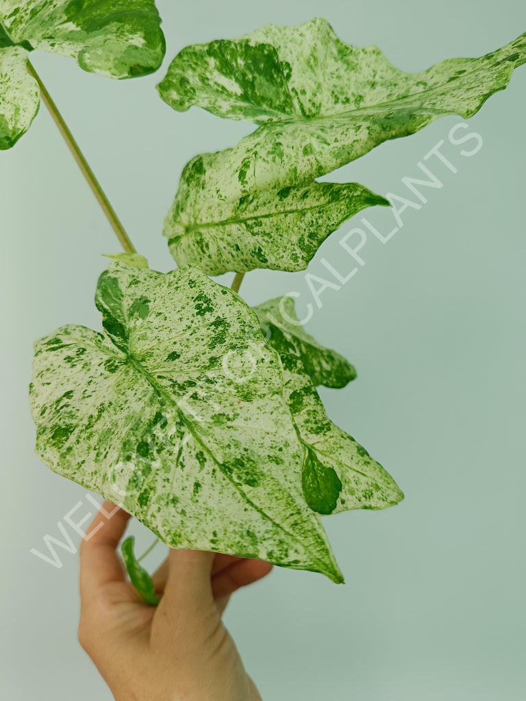 Alocasia macrorrhiza splash variegata