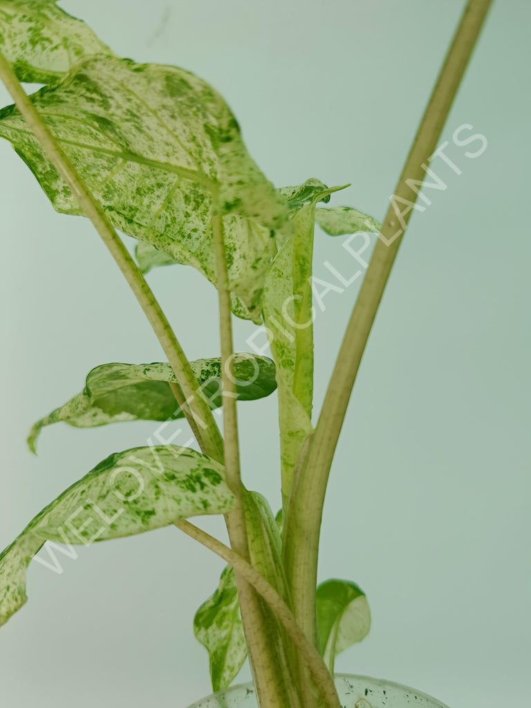 Alocasia macrorrhiza splash variegata