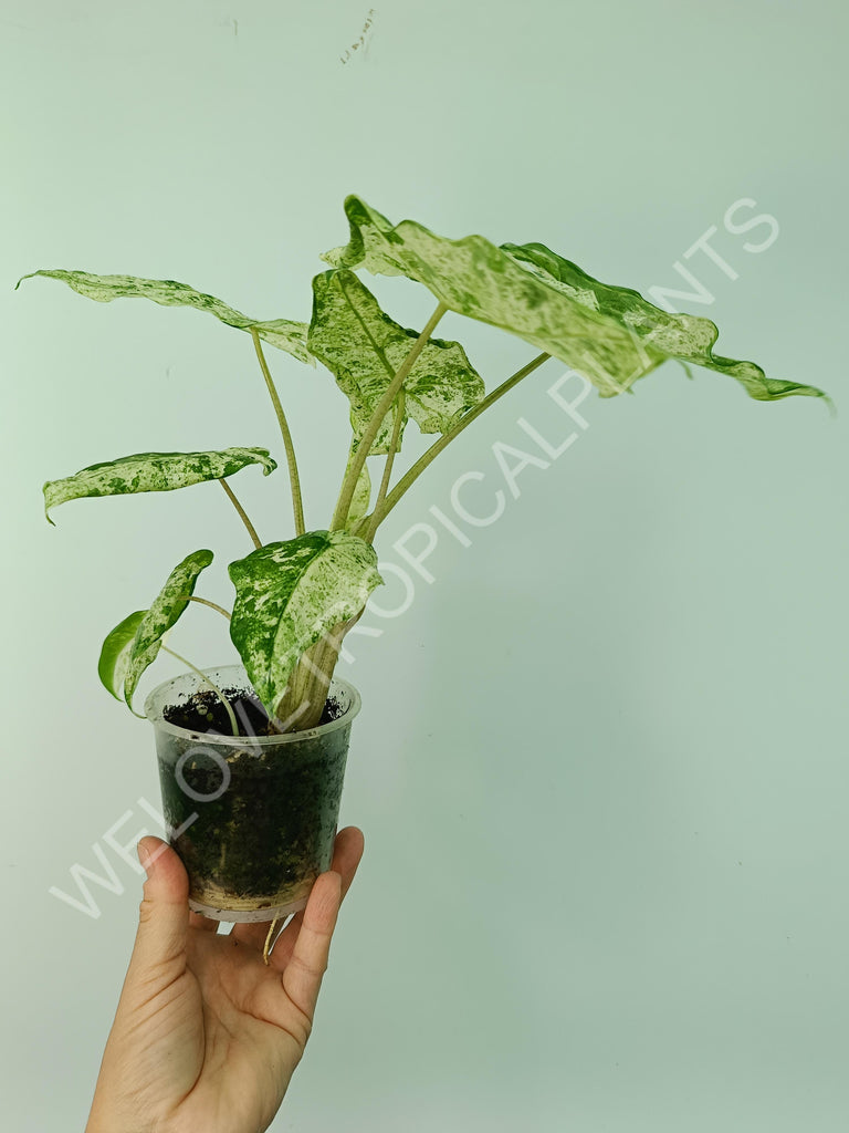 Alocasia macrorrhiza splash variegata