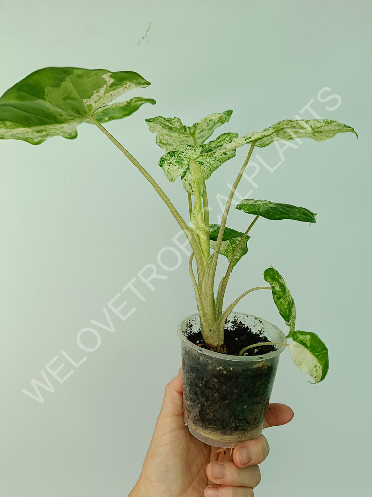 Alocasia macrorrhiza splash variegata