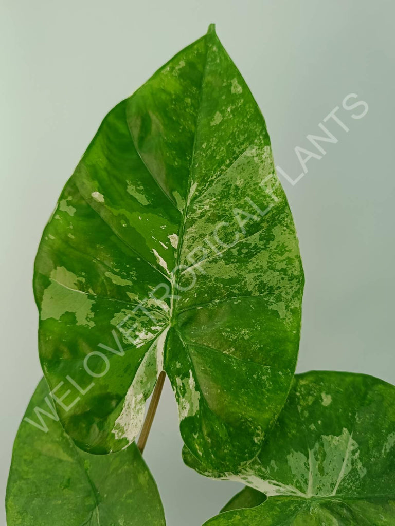 Alocasia macrorrhiza splash variegata