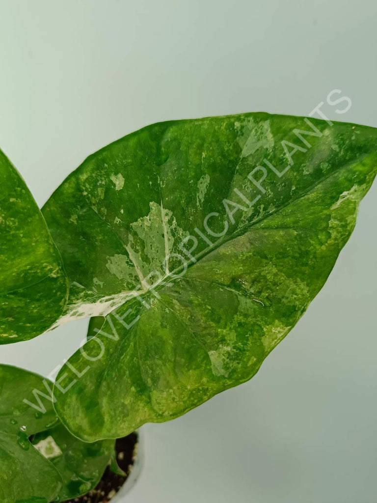 Alocasia macrorrhiza splash variegata