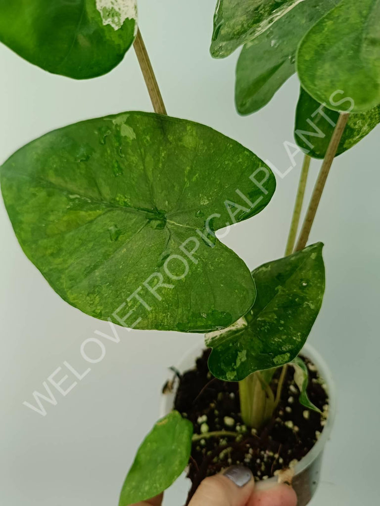 Alocasia macrorrhiza splash variegata