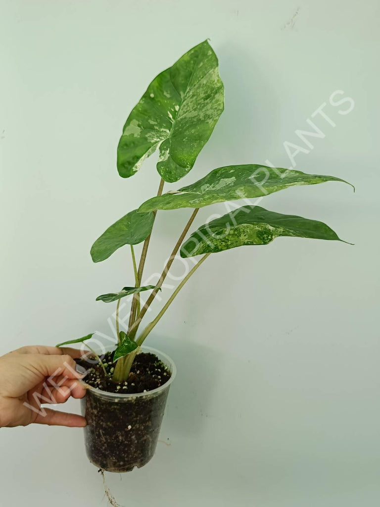 Alocasia macrorrhiza splash variegata