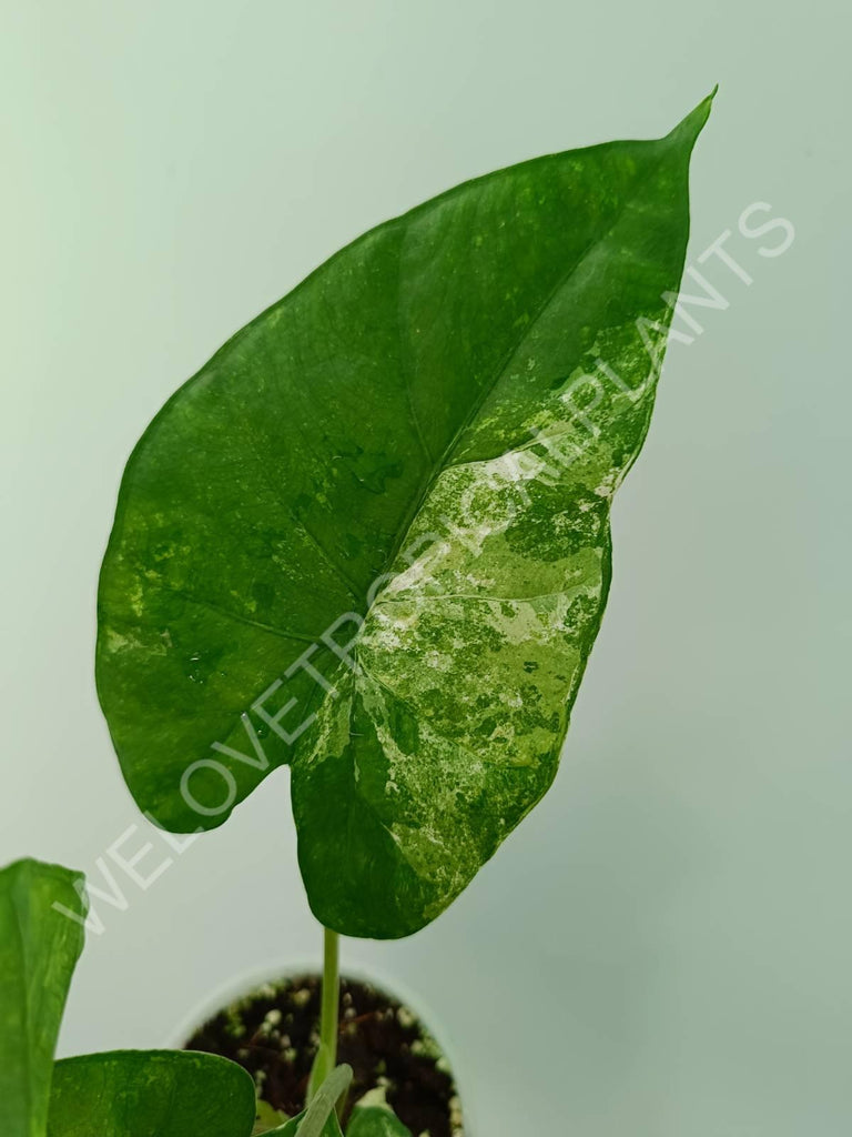 Alocasia macrorrhiza splash variegata