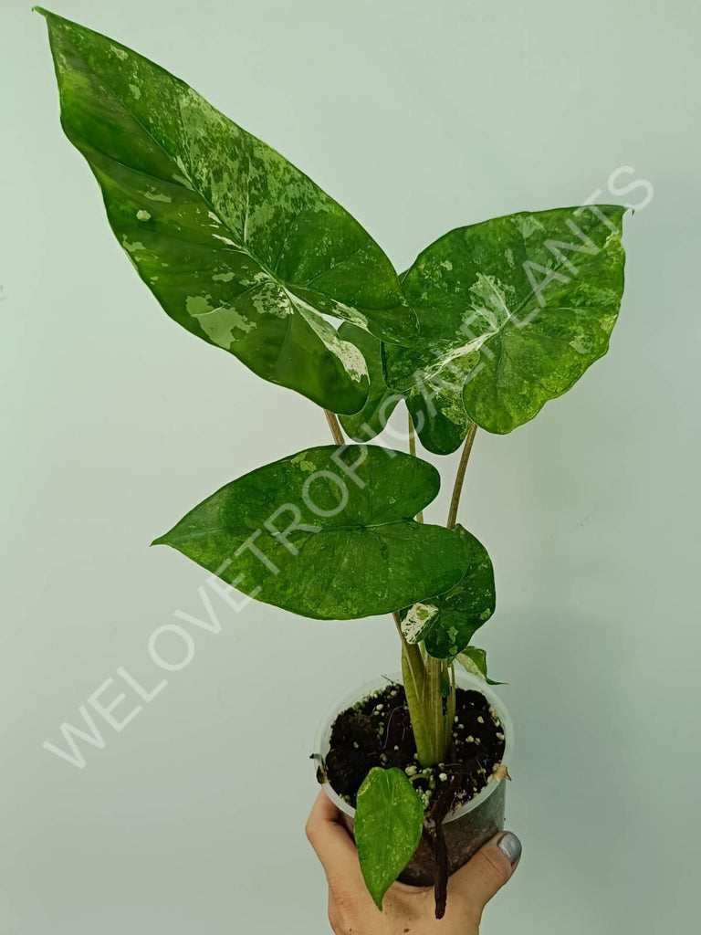 Alocasia macrorrhiza splash variegata