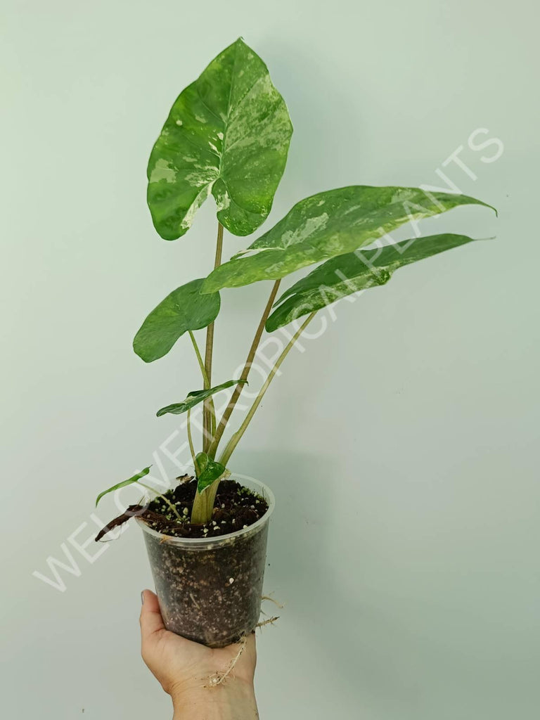 Alocasia macrorrhiza splash variegata