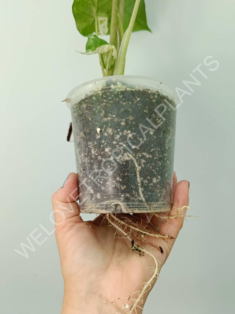 Alocasia macrorrhiza splash variegata