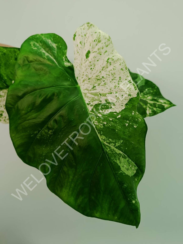 Alocasia macrorrhiza splash variegata