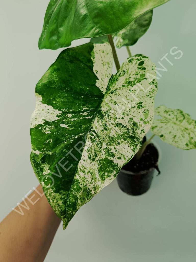 Alocasia macrorrhiza splash variegata