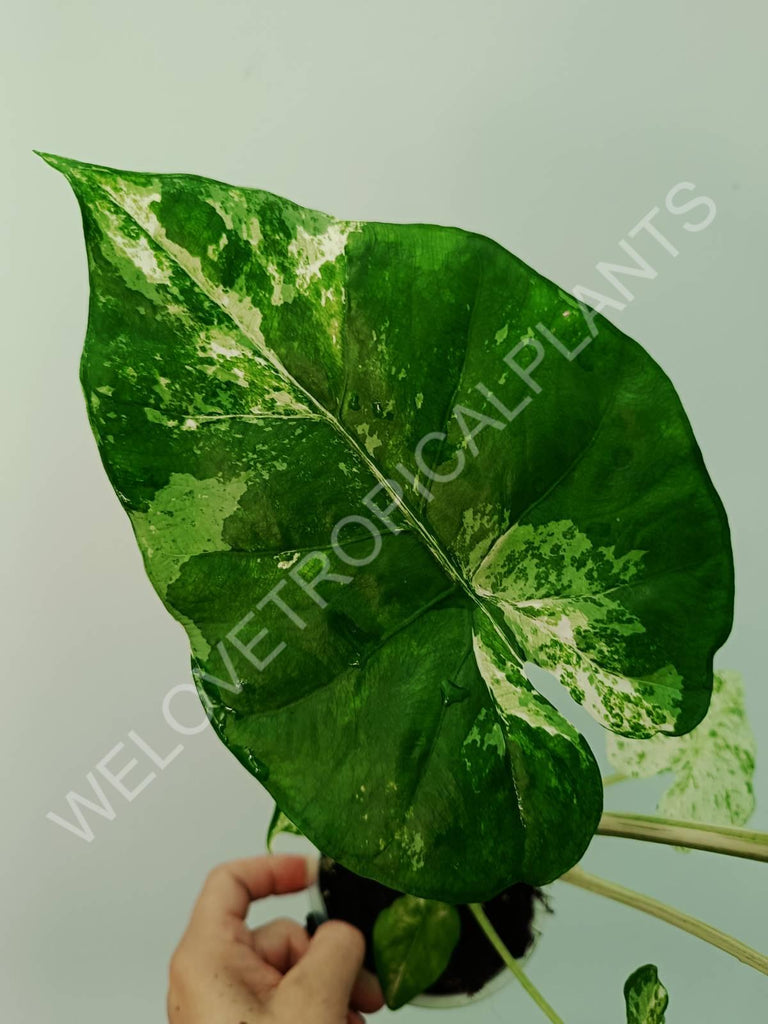 Alocasia macrorrhiza splash variegata