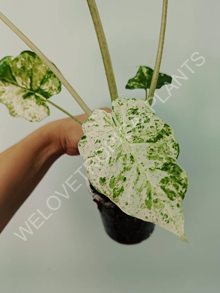 Alocasia macrorrhiza splash variegata