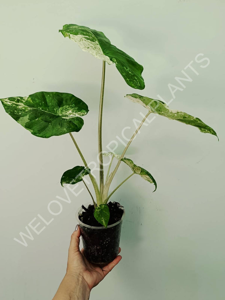 Alocasia macrorrhiza splash variegata