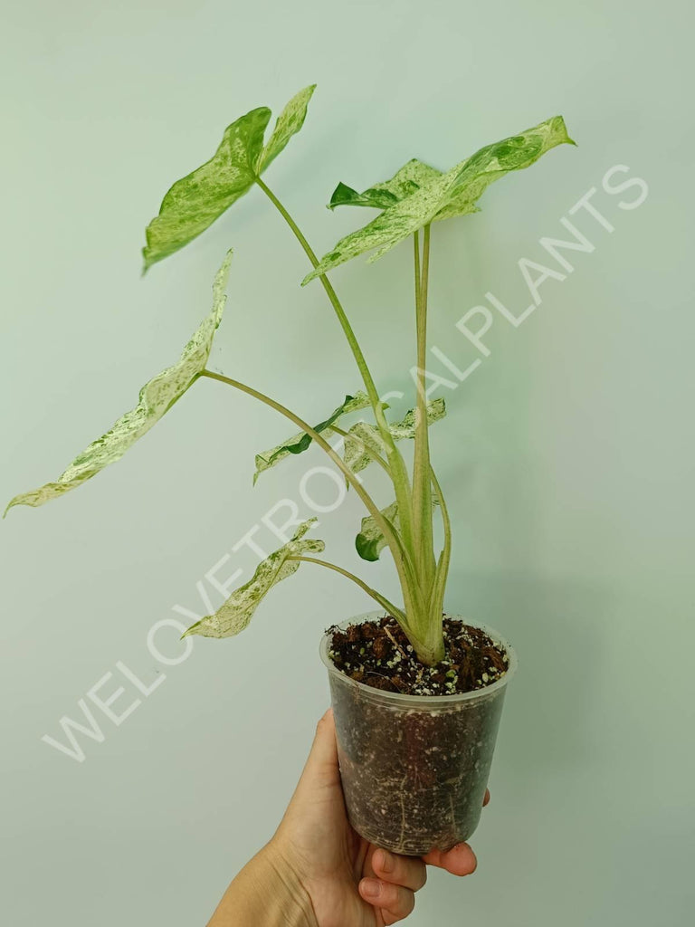 Alocasia macrorrhiza splash variegata