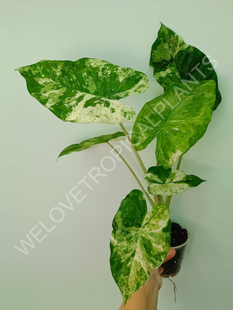 Alocasia macrorrhiza splash variegata