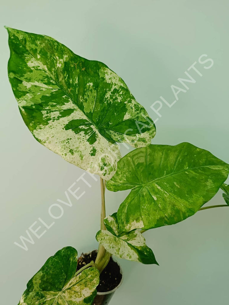 Alocasia macrorrhiza splash variegata