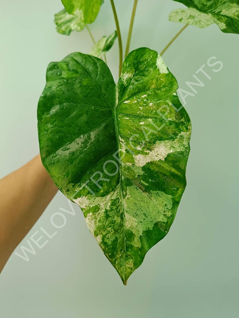 Alocasia macrorrhiza splash variegata